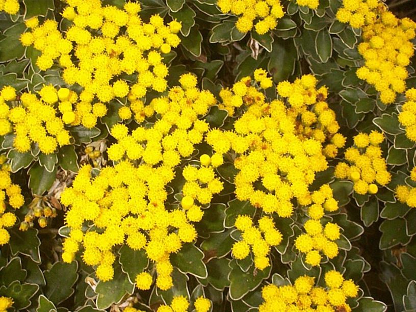 Ajania pacifica - Silver-and-Gold Chrysanthemum