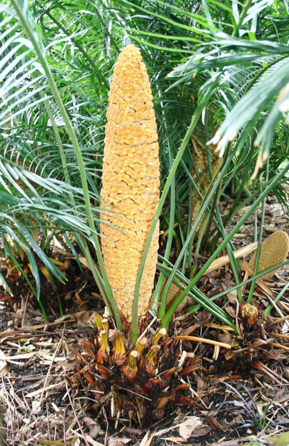 Cycas guizhouensis - feng -wei-cao