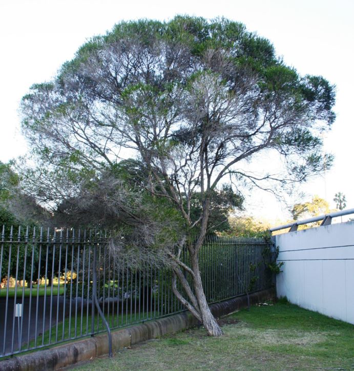 Melaleuca armillaris - Bracelet Honey-myrtle