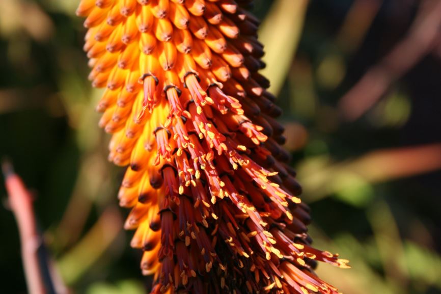 Aloe marlothii - Boomaalwyn, Kgopha