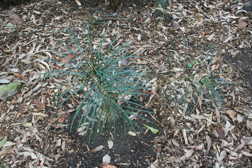 Macrozamia flexuosa