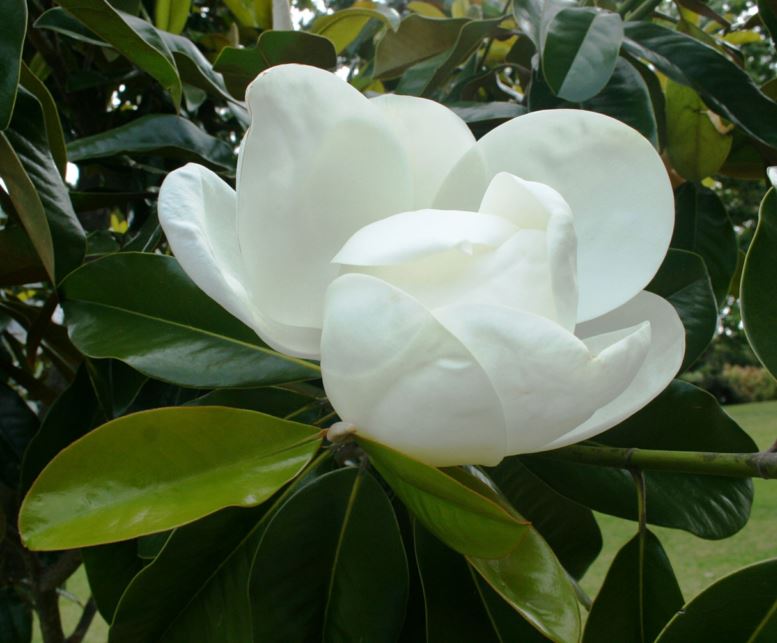 Magnolia grandiflora 'Saint Mary' - Bull bay Sait Mary, Southern magnolia Saint Mary