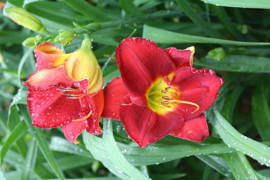 Hemerocallis ‘Scarlet Orbit’ - Daylily | Royal Botanic Garden Sydney