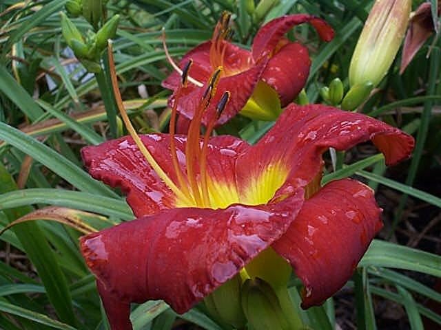 Hemerocallis ‘Scarlet Orbit’ - Daylily | Royal Botanic Garden Sydney