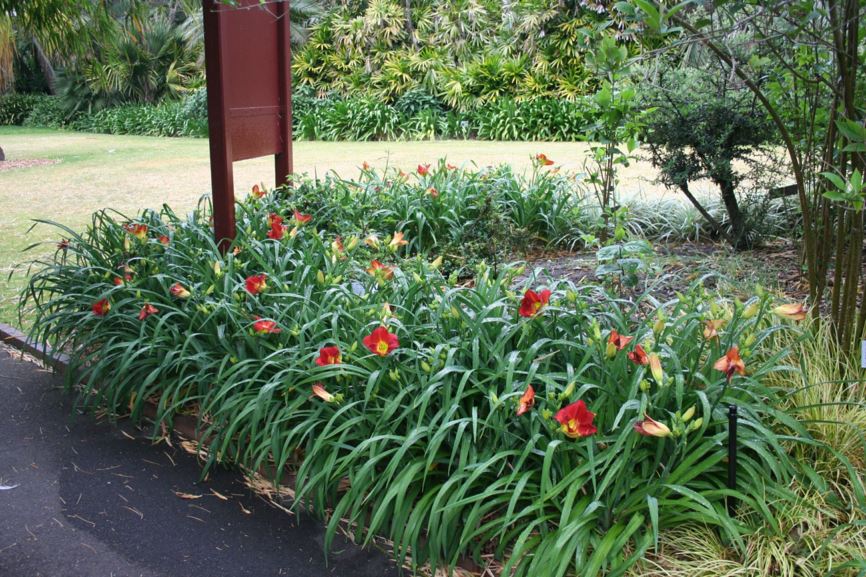 Hemerocallis ‘Scarlet Orbit’ - Daylily | Royal Botanic Garden Sydney