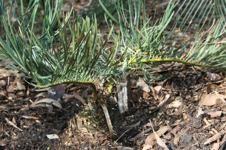 Macrozamia stenomera