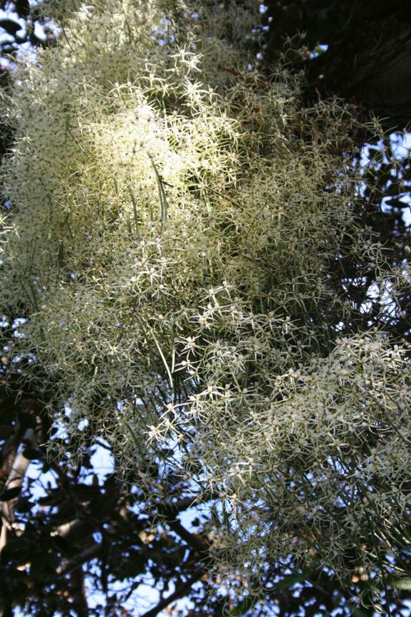 Dendrobium teretifolium - Rat's Tail Orchid