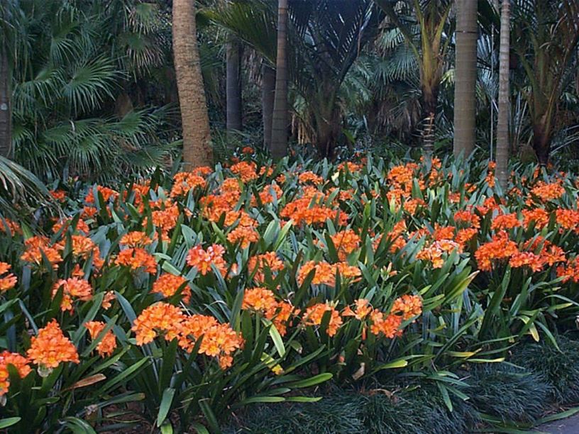 Clivia miniata - boslelie , clivia, umayime