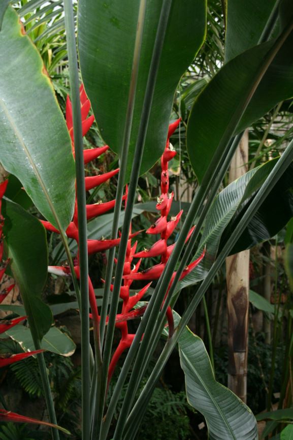 Heliconia 'Hot Rio Nights'