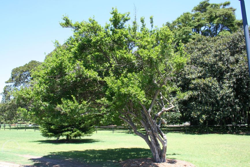 Catunaregam spinosa - Emetic nut | Royal Botanic Garden Sydney