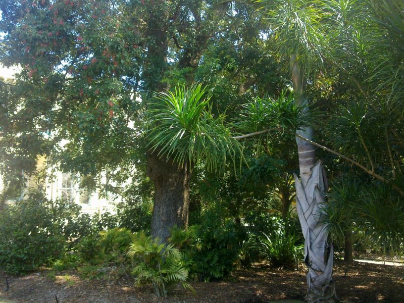 Hyophorbe verschaffeltii - spindle palm