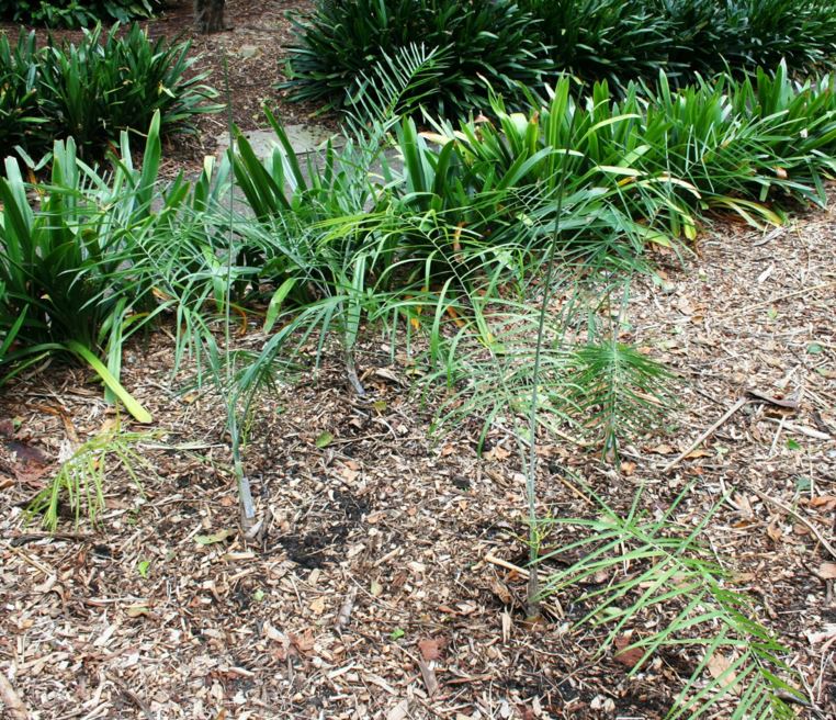 Chamaedorea glaucifolia - Glaucous Parlour Palm, kiba