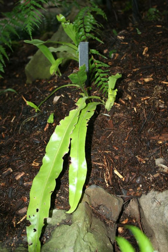 Microsorum punctatum - kangaroo fern