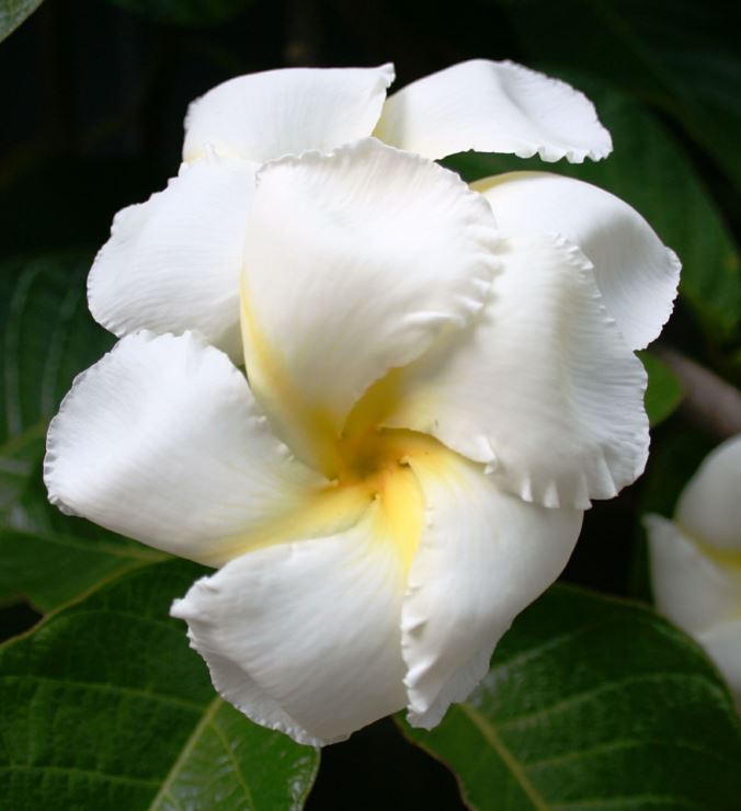 Chonemorpha fragrans - Frangipani Vine, da ye lu jiao teng, Climbing Frangipani