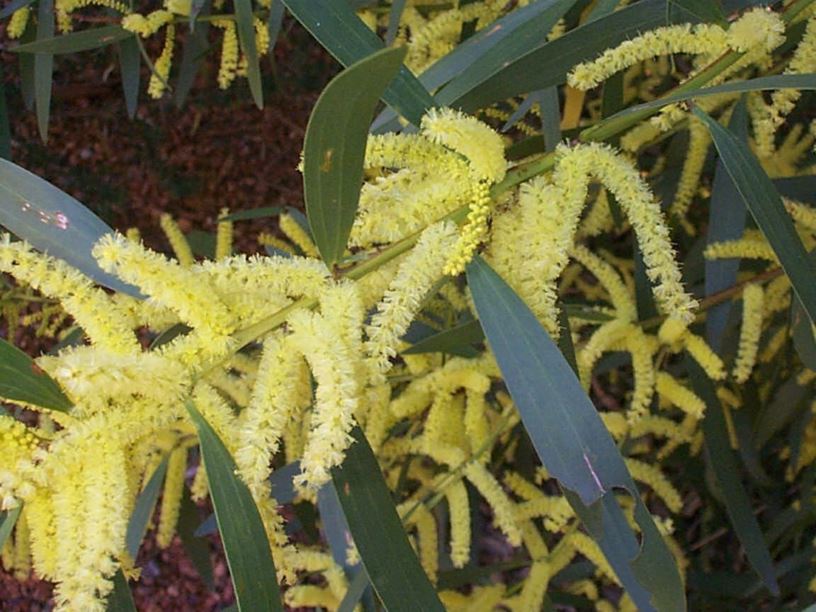 Acacia longifolia - Sydney Golden Wattle