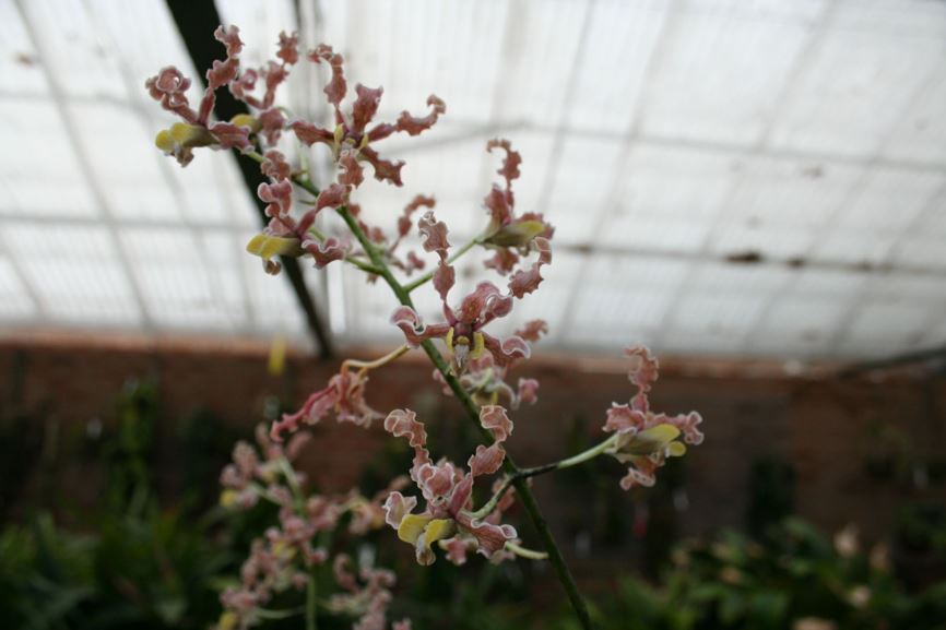 Dendrobium discolor - Golden Orchid