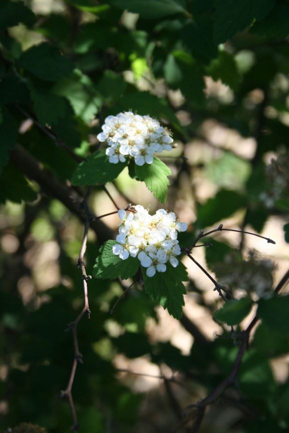 Spiraea nipponica var. tosaensis - Tosa Spiraea