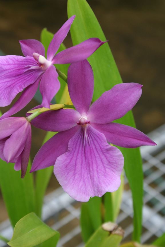 Miltonia moreliana