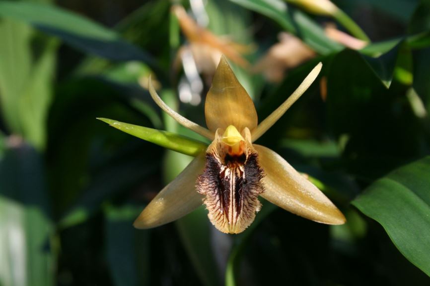 Coelogyne ovalis - chang lin bei mu lan