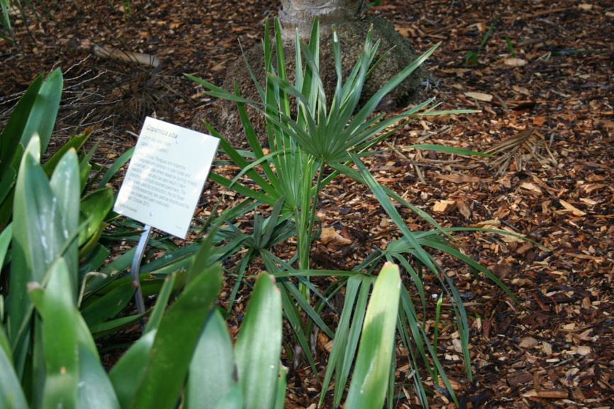 Copernicia alba - caranday wax palm, caranda-i