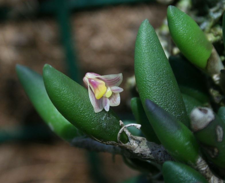 Dendrobium lichenastrum