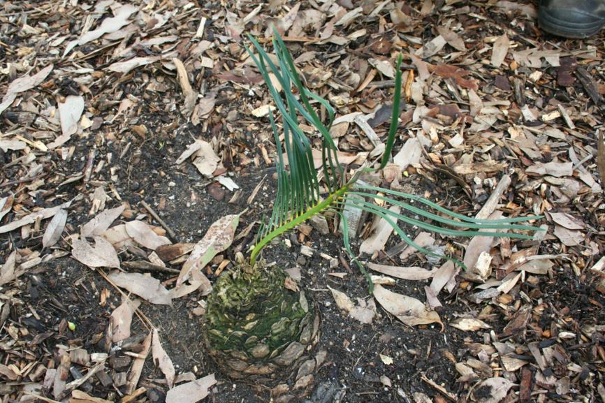 Macrozamia conferta