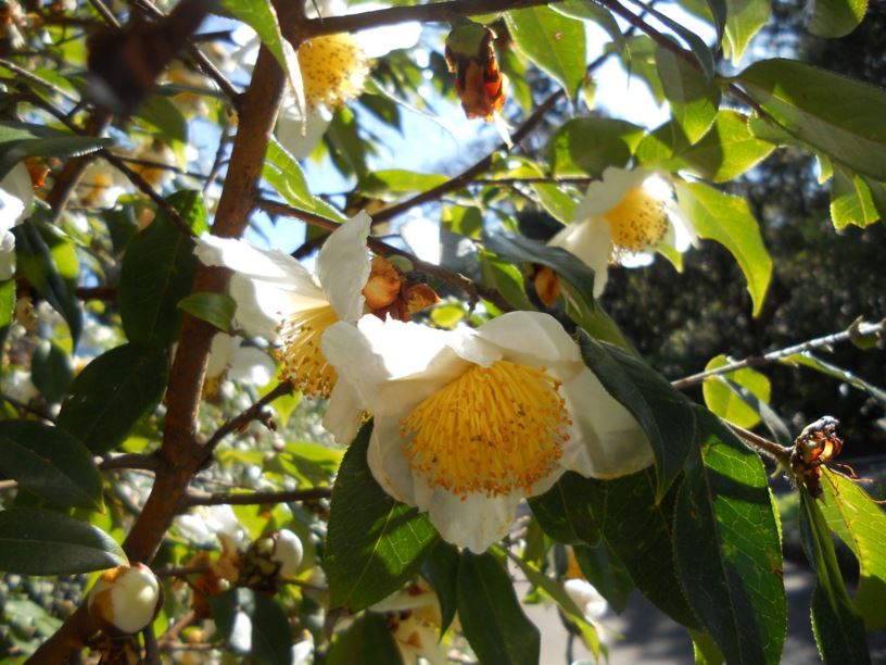 Camellia yunnanensis