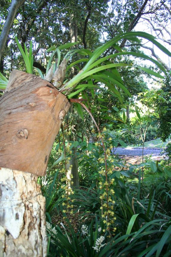 Cymbidium Madidum - Buttercup Orchid | Royal Botanic Garden Sydney