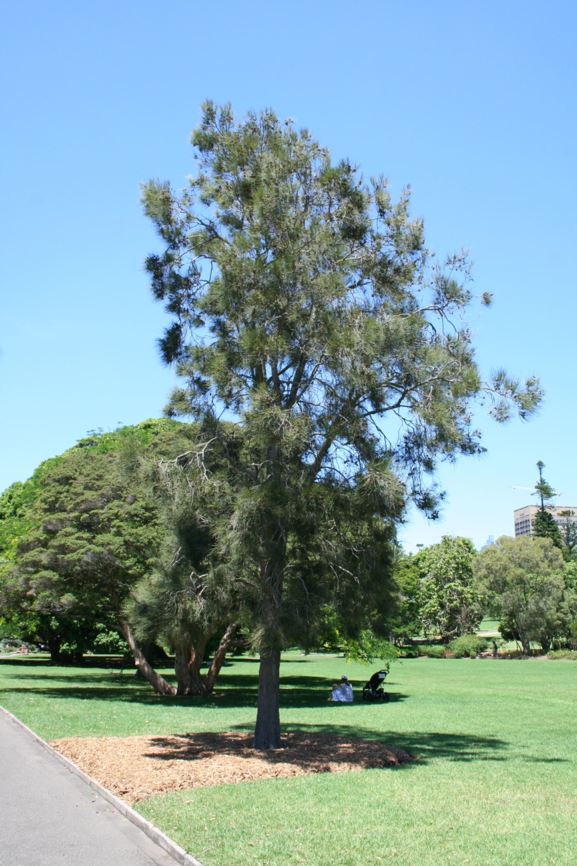 Casuarina cristata - Belah, Muurrgu